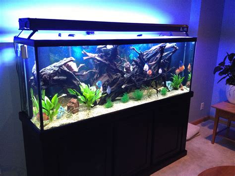 fish tank 150 gallon